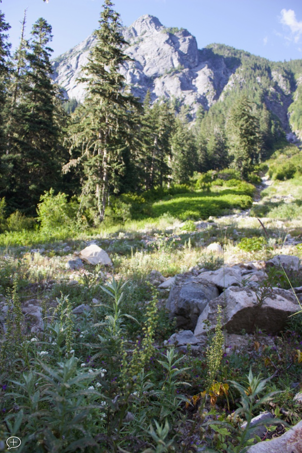 Mugwort (Artemesia douglasiana) Spagyric Tincture (wholesale dosage bottle)