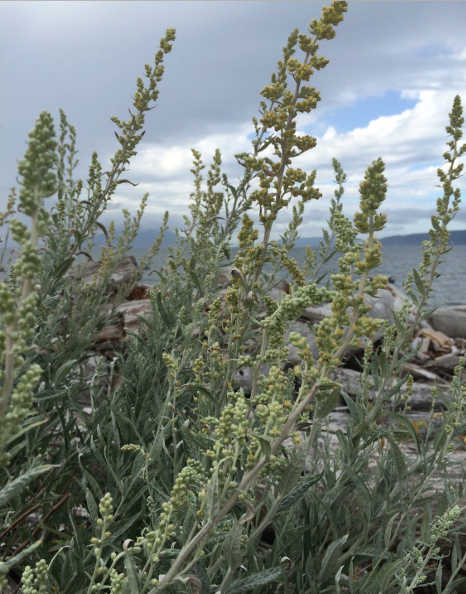 Mugwort (Artemesia douglasiana) Spagyric Tincture (wholesale dosage bottle)