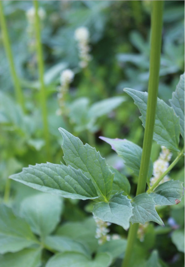 Valerian (Valeriana sitchensis) Spagyric Tincture (wholesale dosage bottle)
