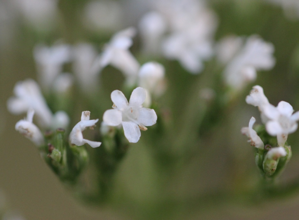 Valerian (Valeriana sitchensis) Spagyric Essence (wholesale dosage bottle)