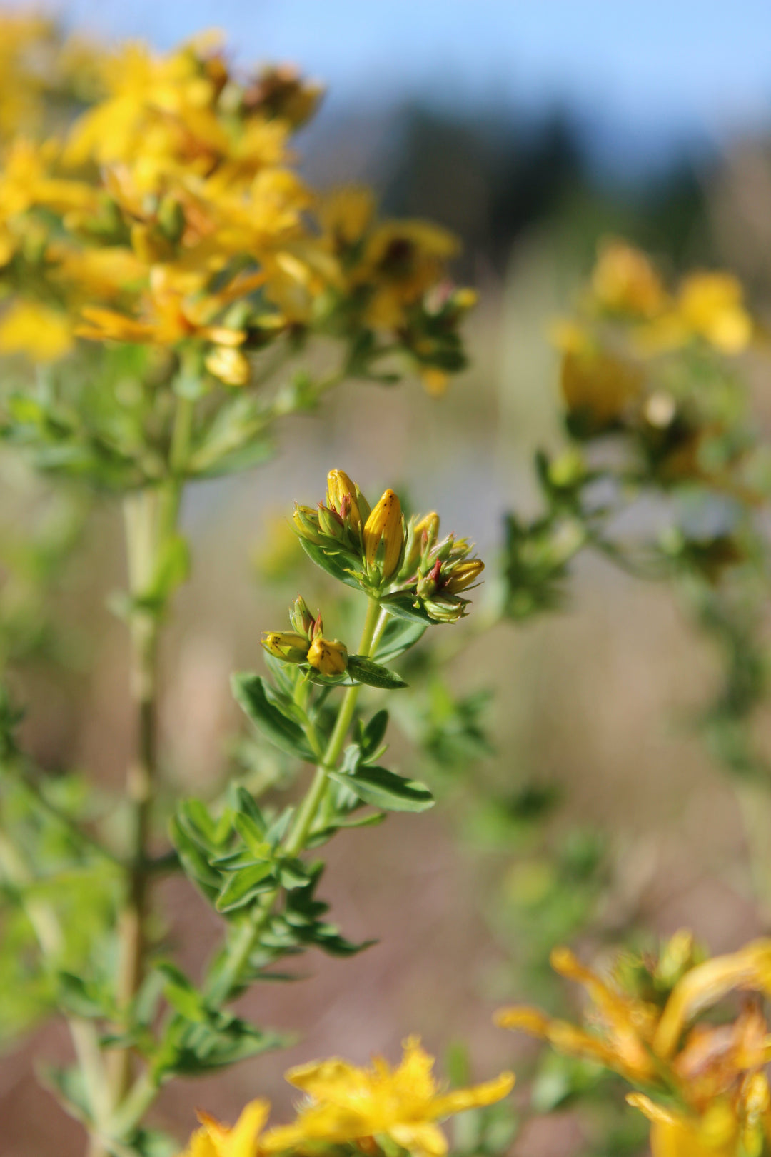 St. John's Wort (Hypericum perforatum) Spagyric Tincture (wholesale dosage bottle)