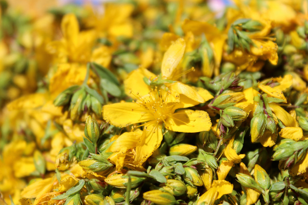 St. John's Wort (Hypericum perforatum) Spagyric Tincture (wholesale dosage bottle)