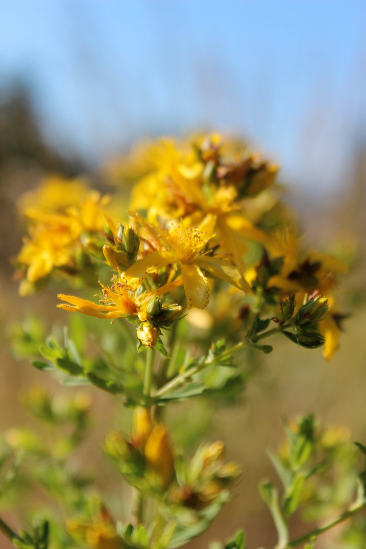St. John's Wort (Hypericum perforatum) Spagyric Tincture (wholesale dosage bottle)