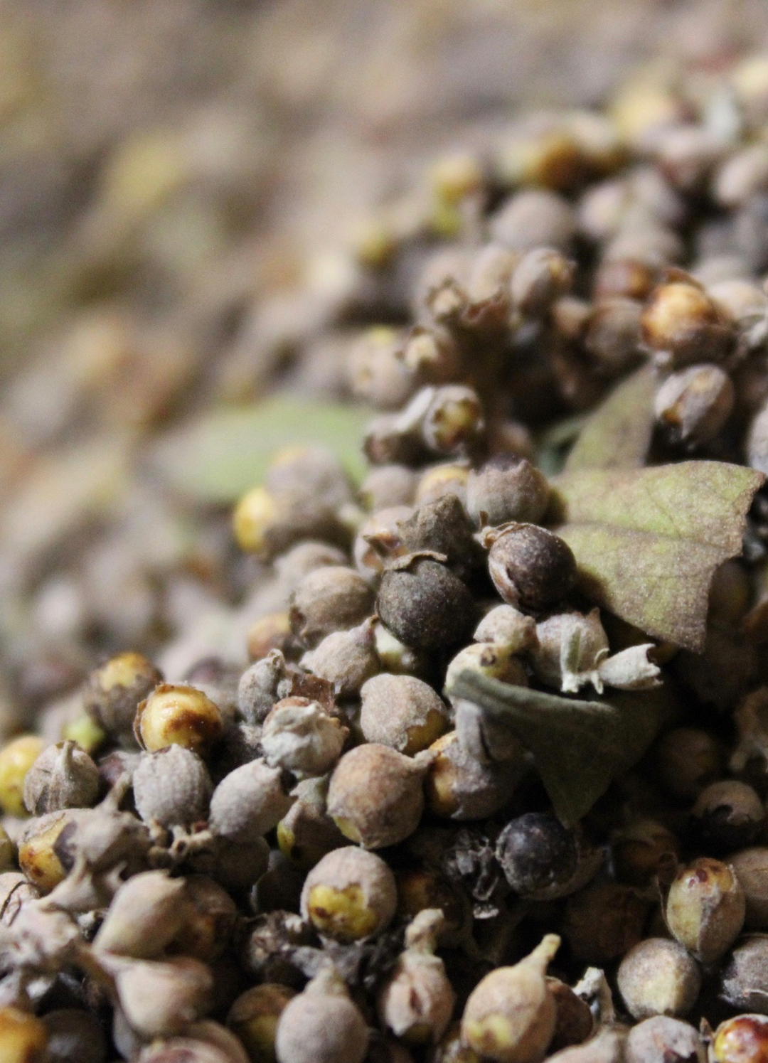 Women's Balance Spagyric Formula (wholesale dosage bottle)