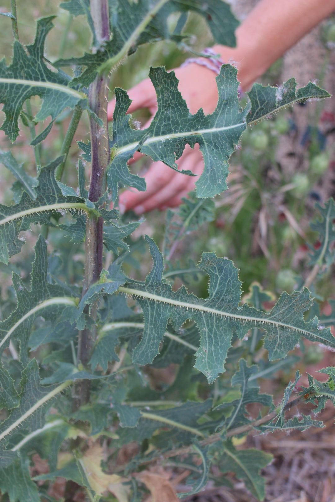 Sleep Support Spagyric Formula (wholesale dosage bottle)