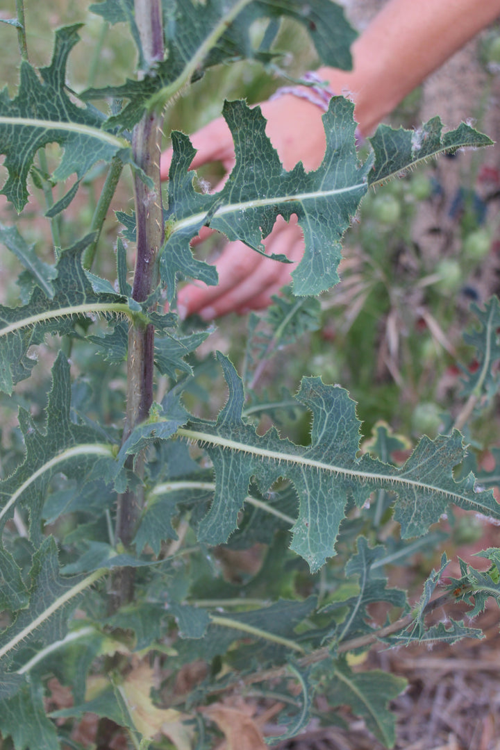 Muscle Ease Spagyric Formula (wholesale dosage bottle)