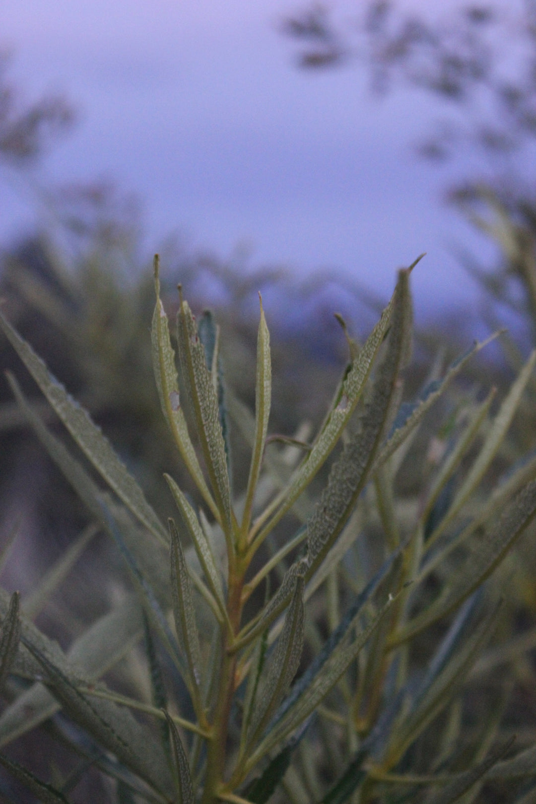 Yerba Santa (Eriodictyon californica) Spagyric Tincture (wholesale dosage bottle)