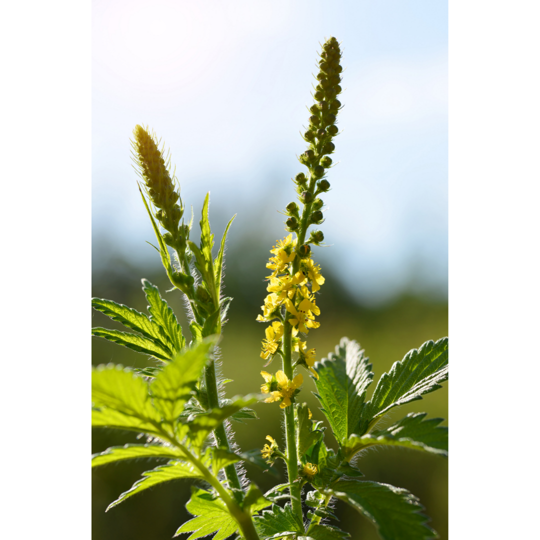 Agrimony (Agrimonia eupatoria) Spagyric Tincture (wholesale dosage bottle)