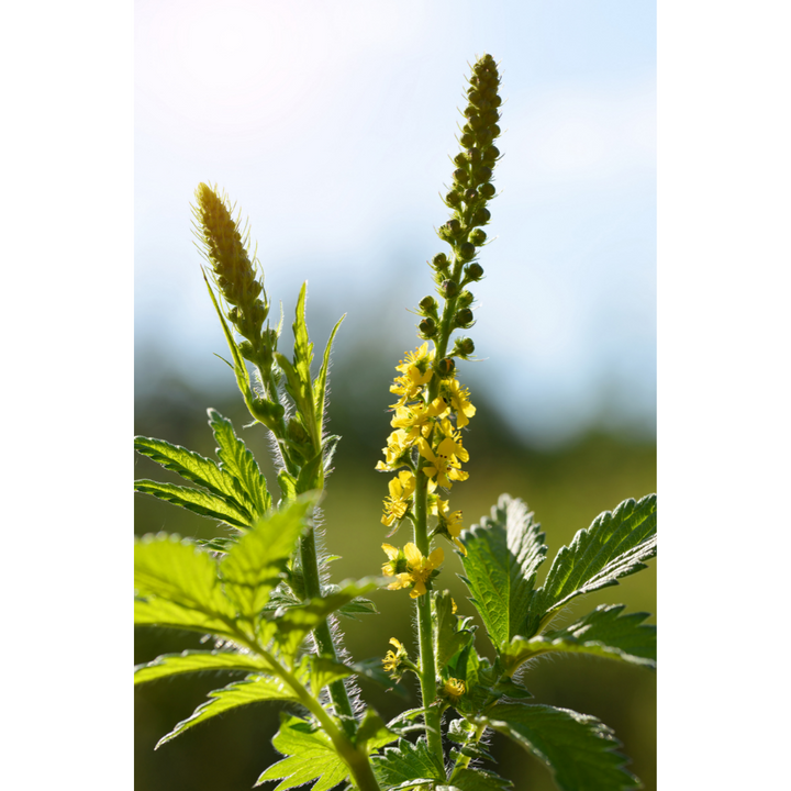 Agrimony (Agrimonia eupatoria) Spagyric Tincture (wholesale dosage bottle)