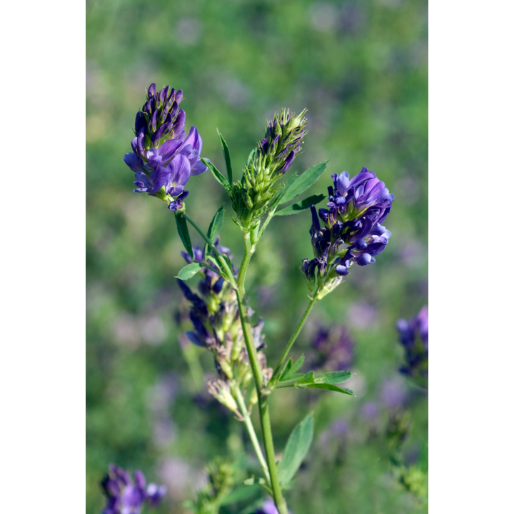 Uterine Tonic Spagyric Formula (wholesale dosage bottle)