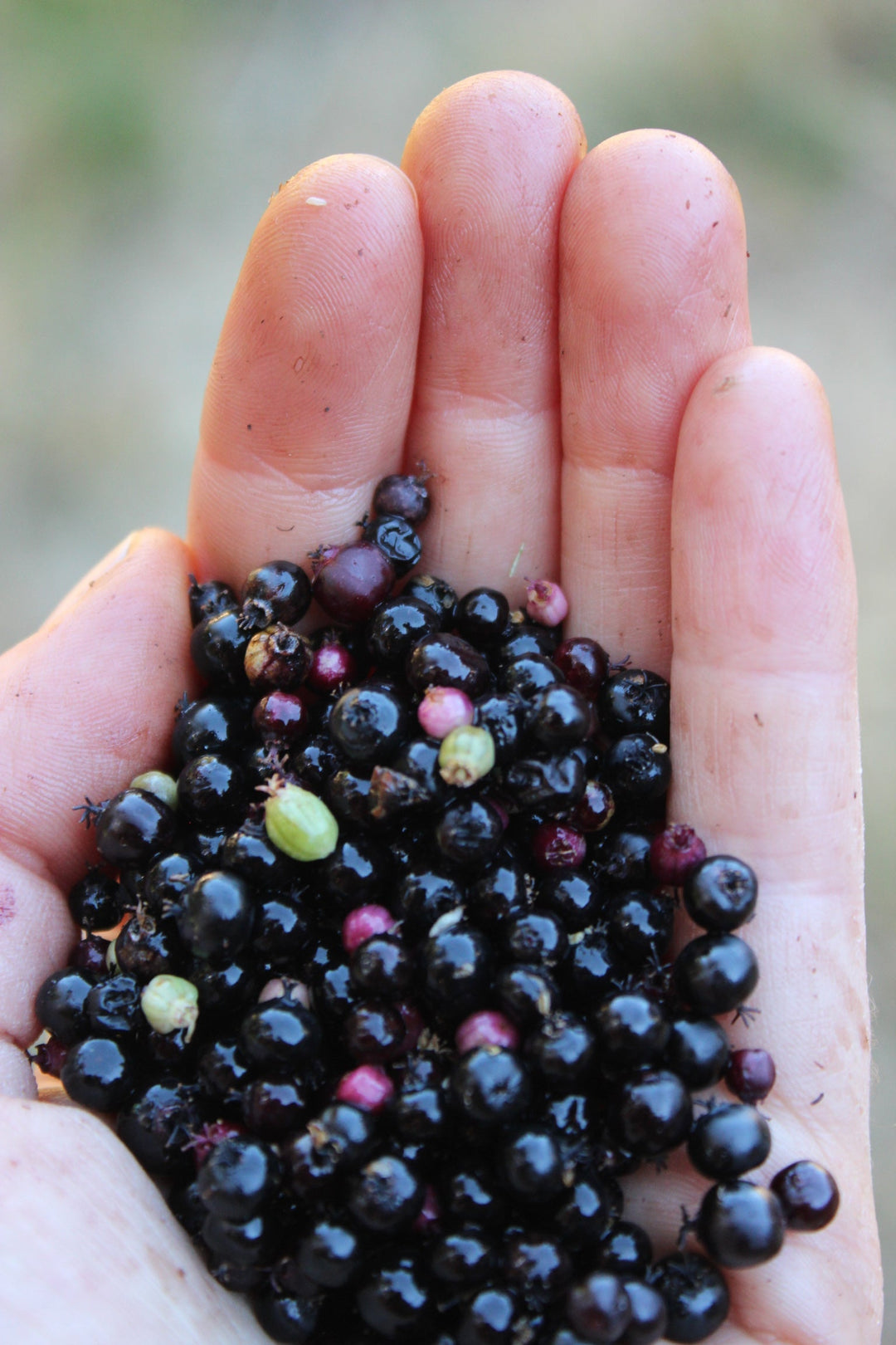 Rainforest Lungs Spagyric Formula (wholesale dosage bottle)