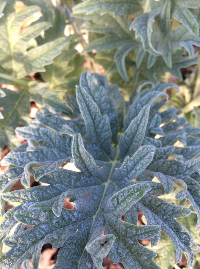 Liver Detox Spagyric Formula (wholesale dosage bottle)