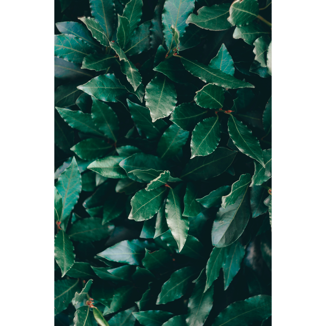 Bay Leaf (Lauris nobilis) Spagyric Tincture (wholesale dosage bottle)