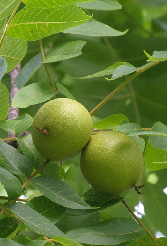 Thyroid Strength Spagyric Formula (wholesale dosage bottle)