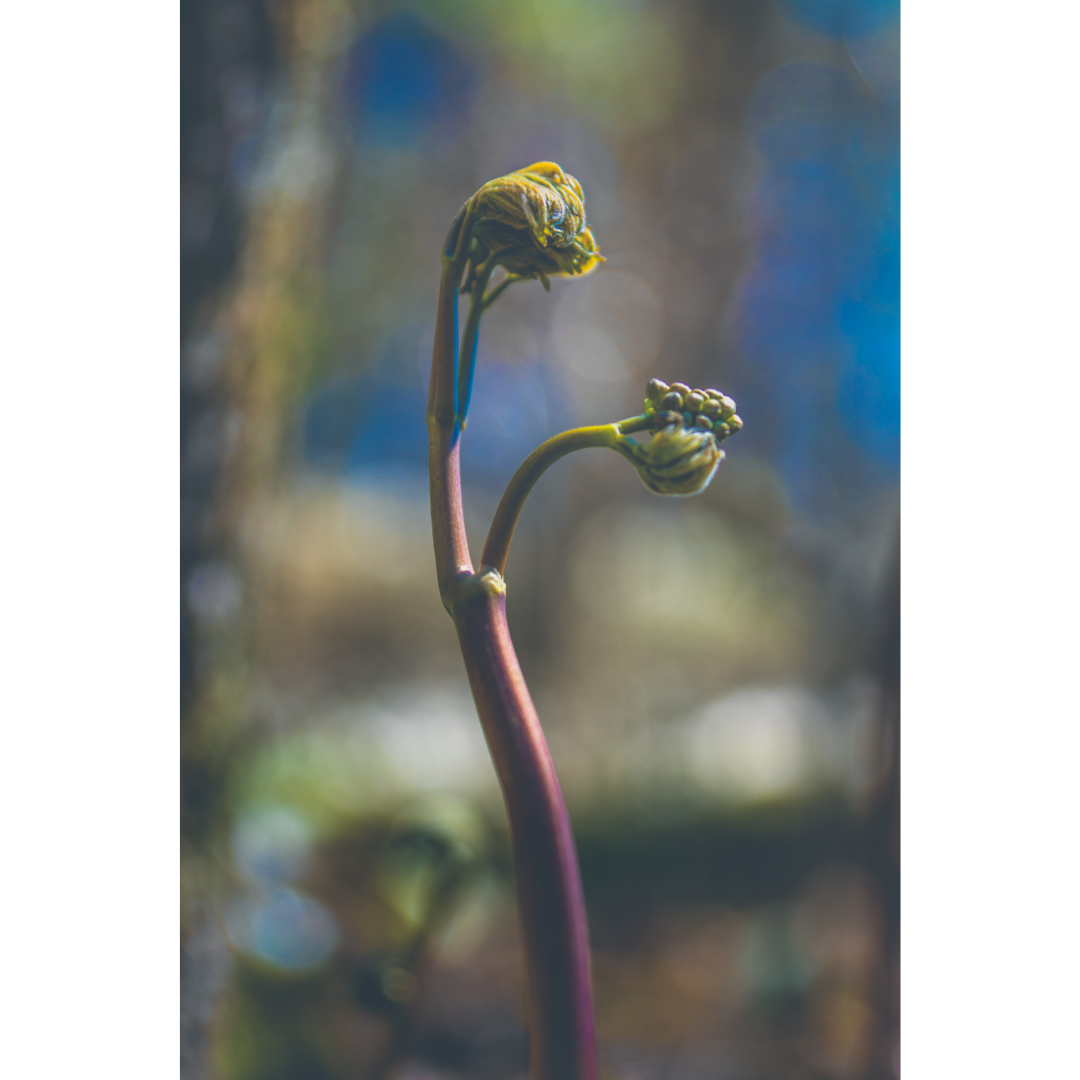 Menstrual Reset Spagyric Formula (wholesale dosage bottle)