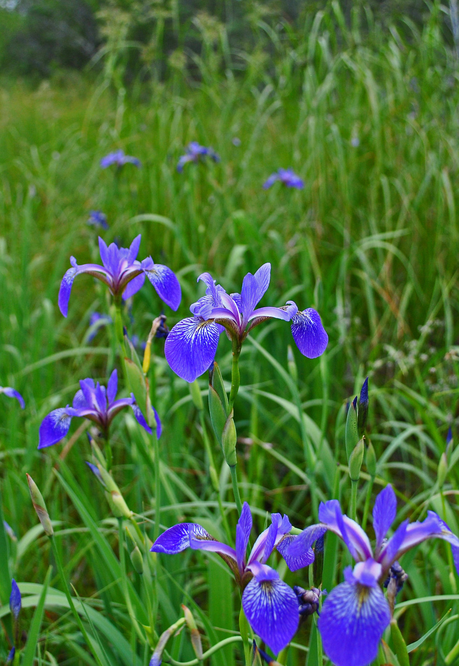 Glycemic Balance Spagyric Formula (wholesale dosage bottle)