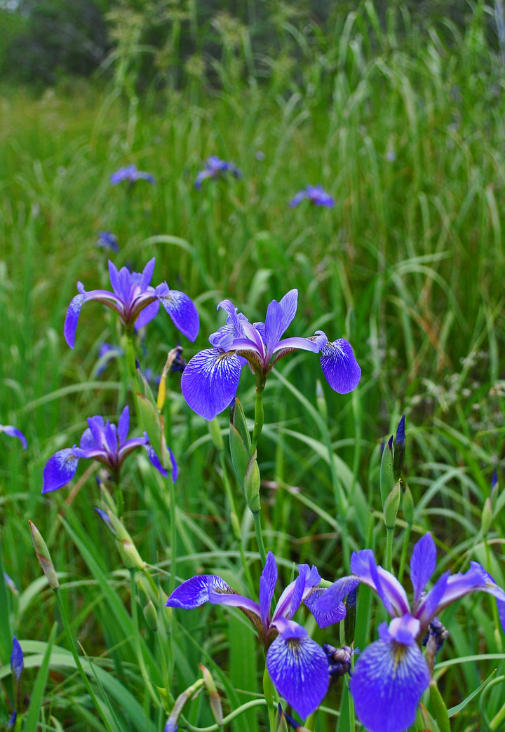 Glycemic Balance Spagyric Formula (wholesale dosage bottle)