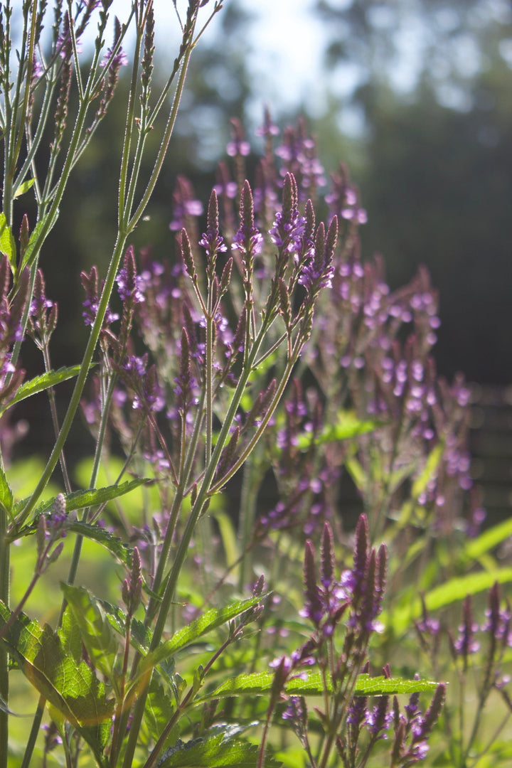 Daily Calm Spagyric Formula (wholesale dosage bottle)