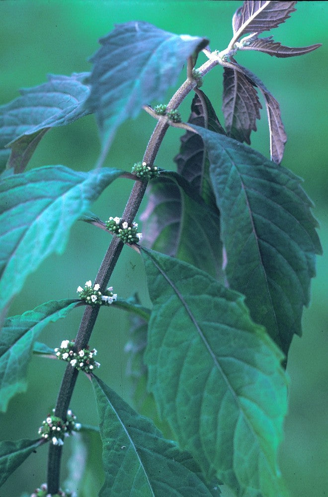 Thyroid Calm Spagyric Formula (wholesale dosage bottle)