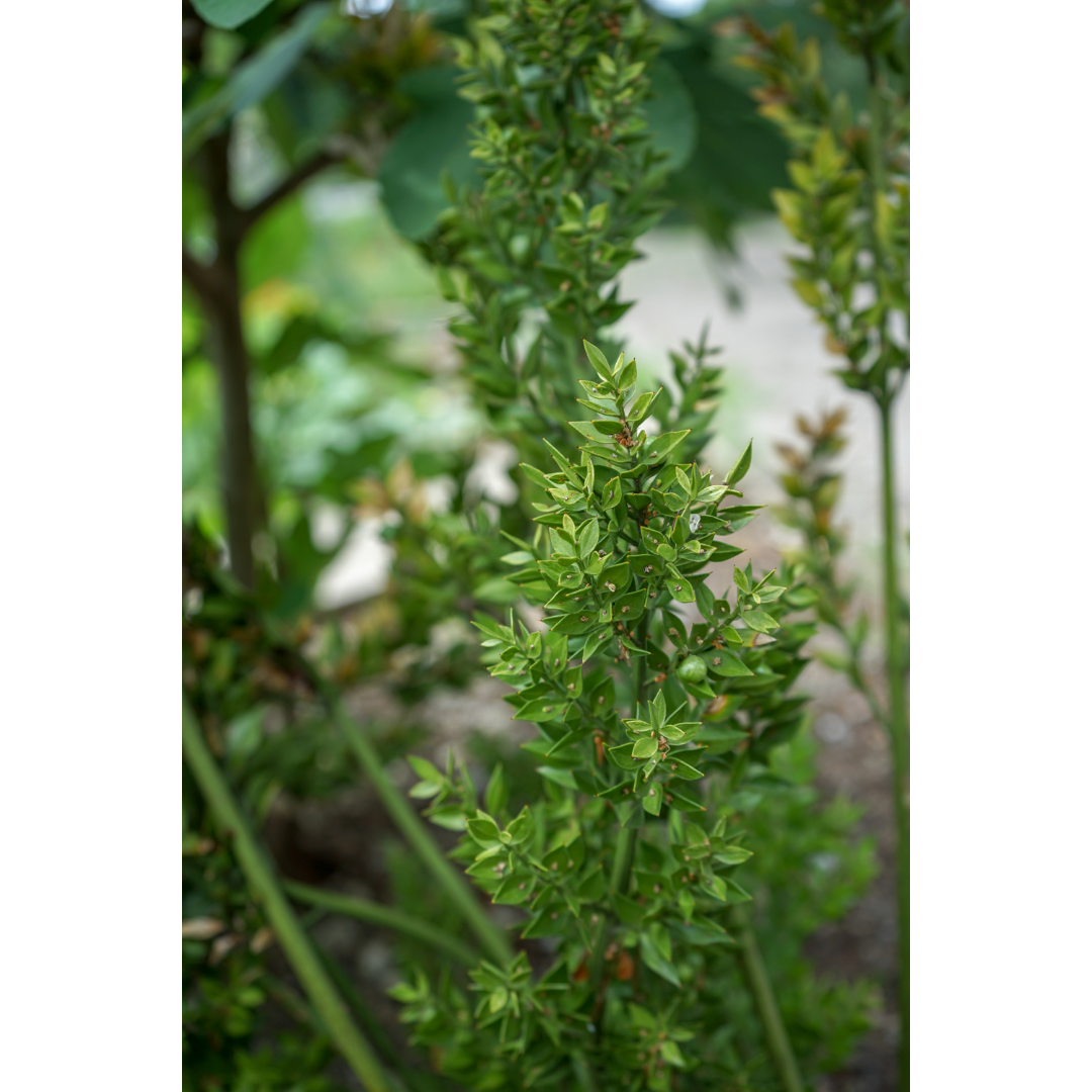 Butchers Broom (Ruscus aculeatus) Spagyric Tincture (wholesale dosage bottle)