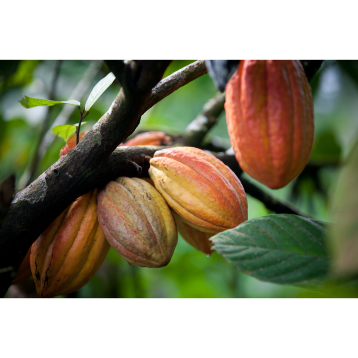 Cacao (Theobroma cacao) Spagyric Tincture (wholesale dosage bottle)