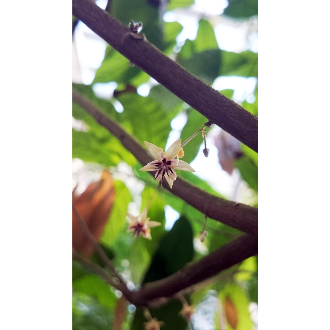 Cacao (Theobroma cacao) Spagyric Tincture (wholesale dosage bottle)