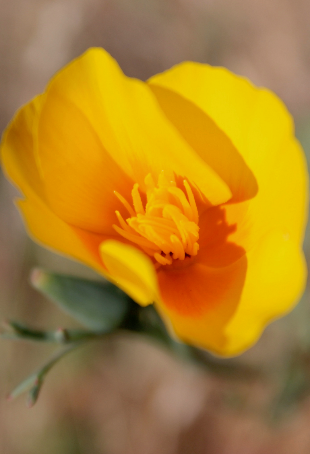 Sleep Support Spagyric Formula (wholesale dosage bottle)