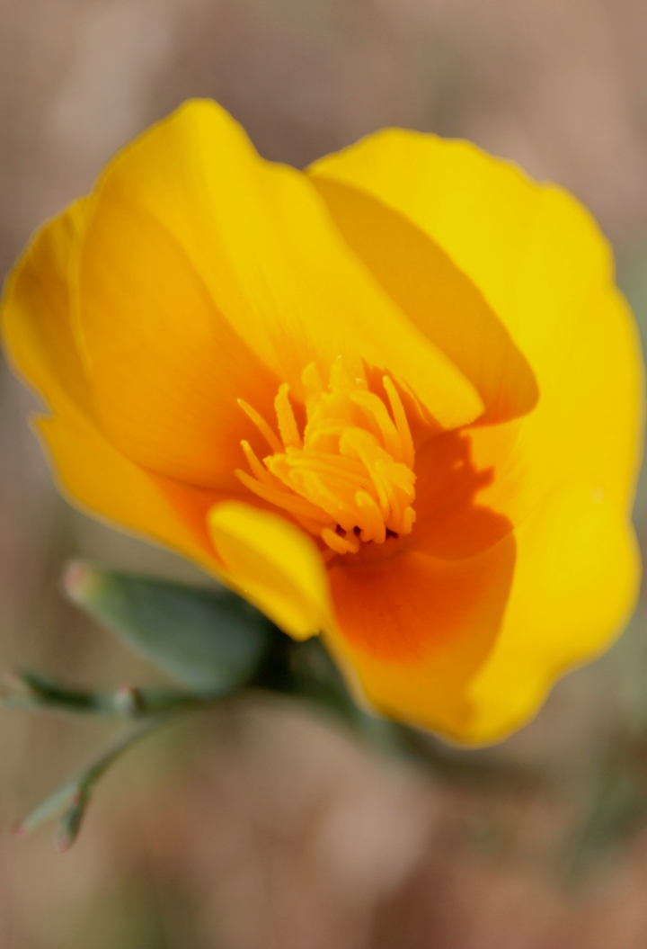 Sleep Support Spagyric Formula (wholesale dosage bottle)