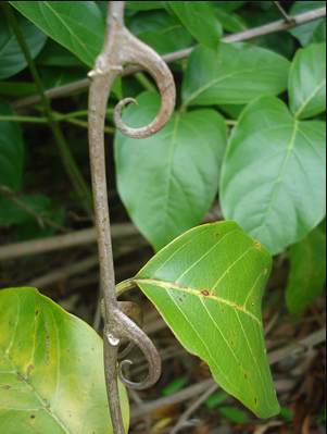 Rainforest Joints Spagyric Formula (wholesale dosage bottle)