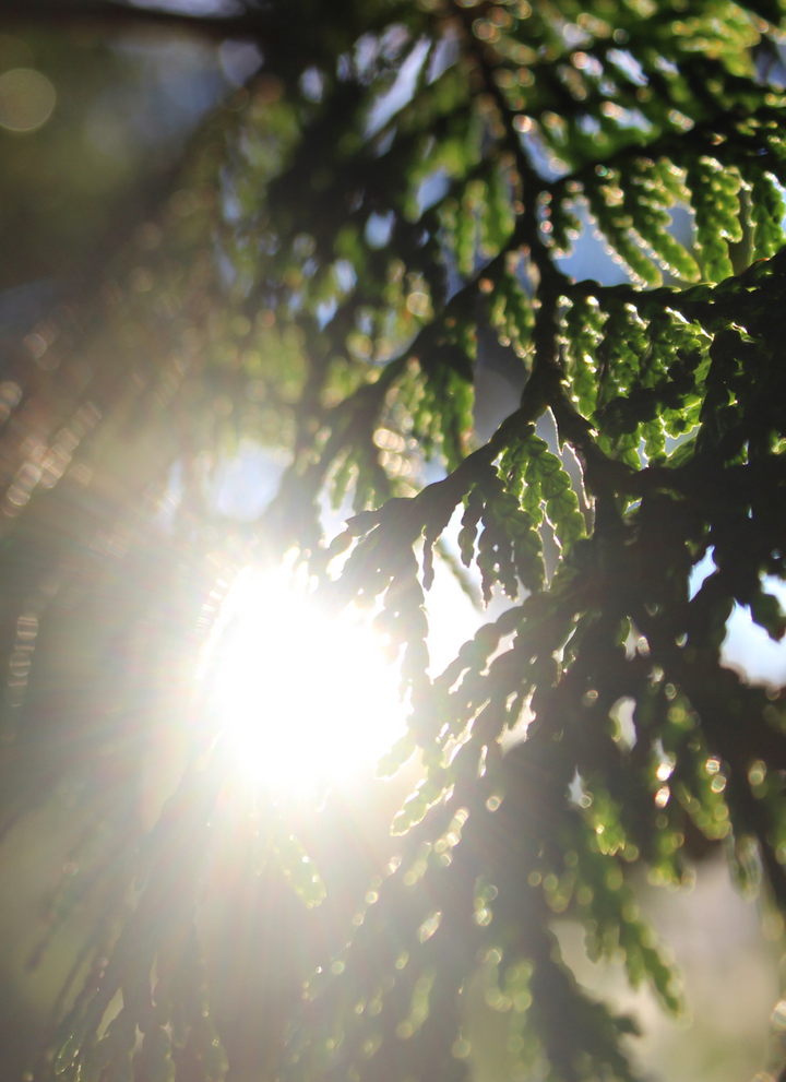 Red Cedar (Thuja plicata) Spagyric Tincture (wholesale dosage bottle)