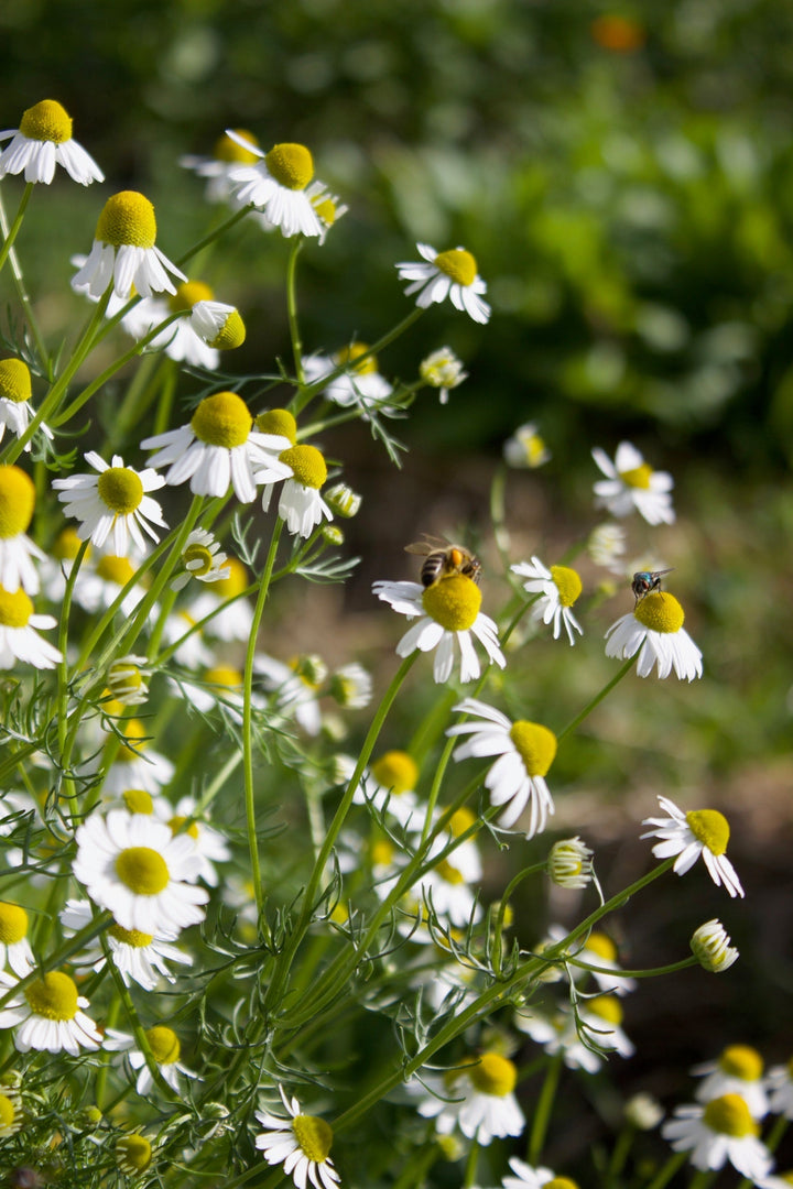 Digest Well Spagyric Formula (wholesale dosage bottle)