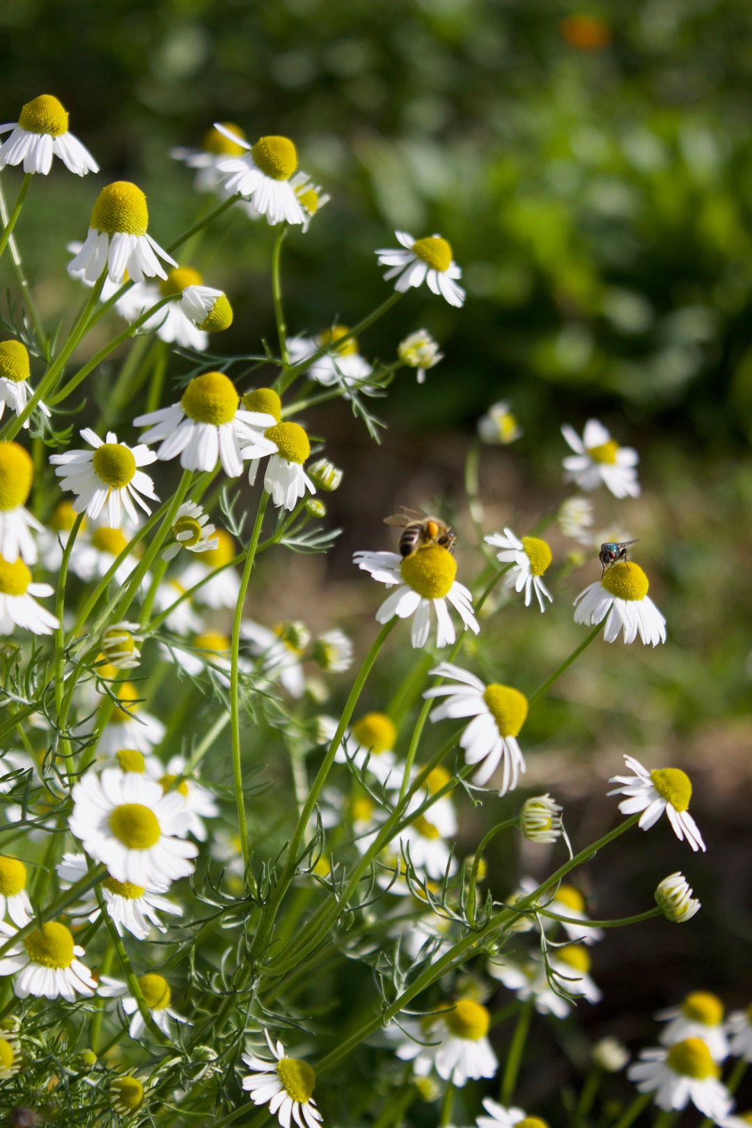 Kids Calm Spagyric Formula (wholesale dosage bottle)