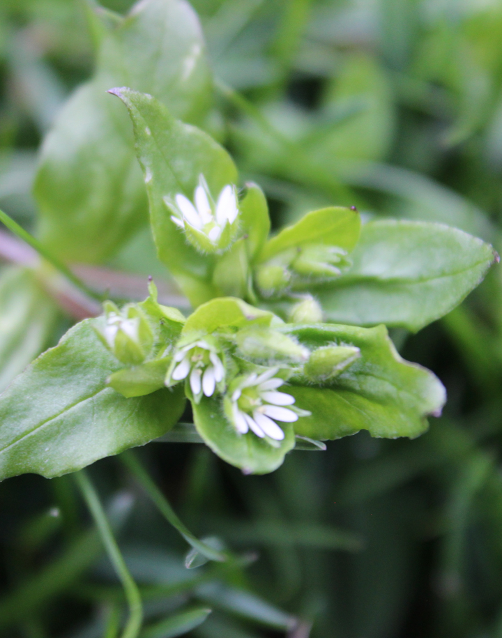 Urinary Soothe Spagyric Formula (wholesale dosage bottle)