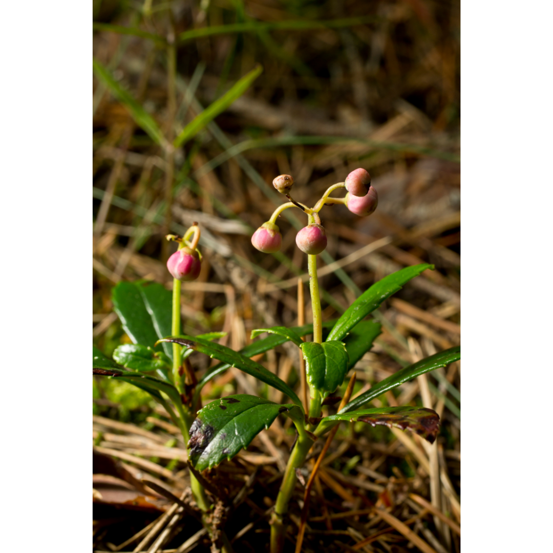 Urinary Protect Spagyric Formula (wholesale dosage bottle)