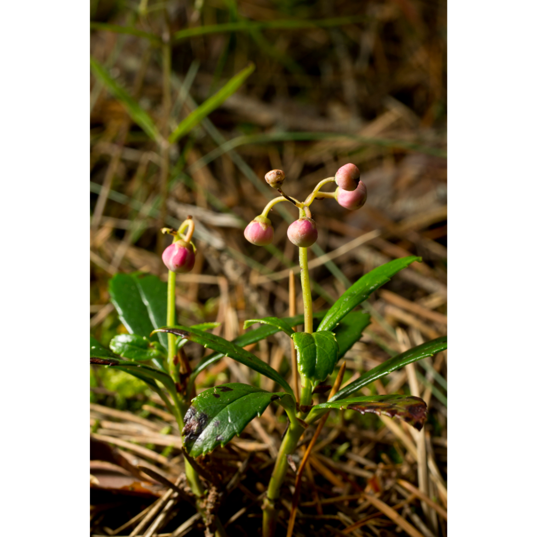 Pipsissewa (Chimaphila umbellata) Spagyric Tincture (wholesale dosage bottle)