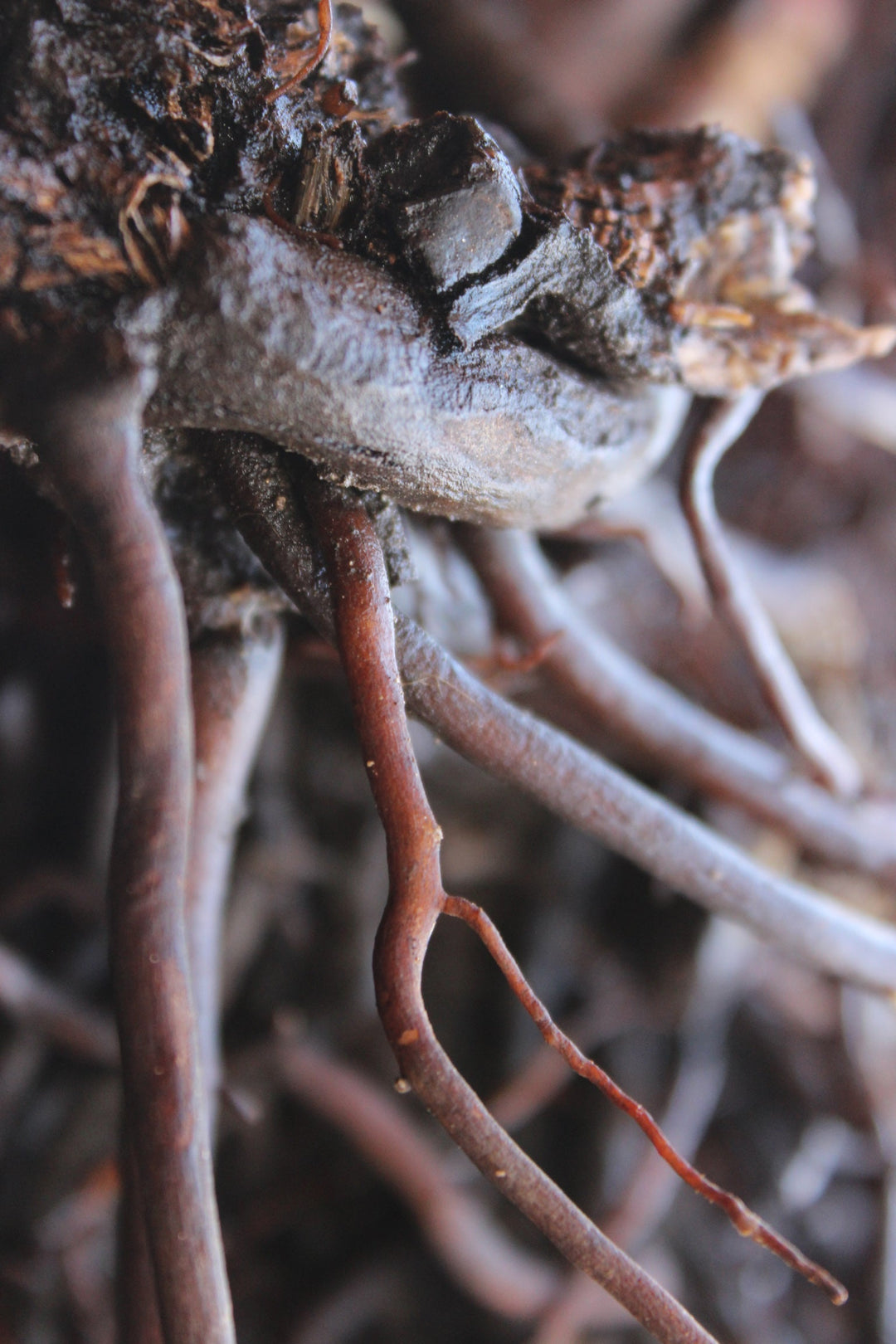 Women's Balance Spagyric Formula (wholesale dosage bottle)