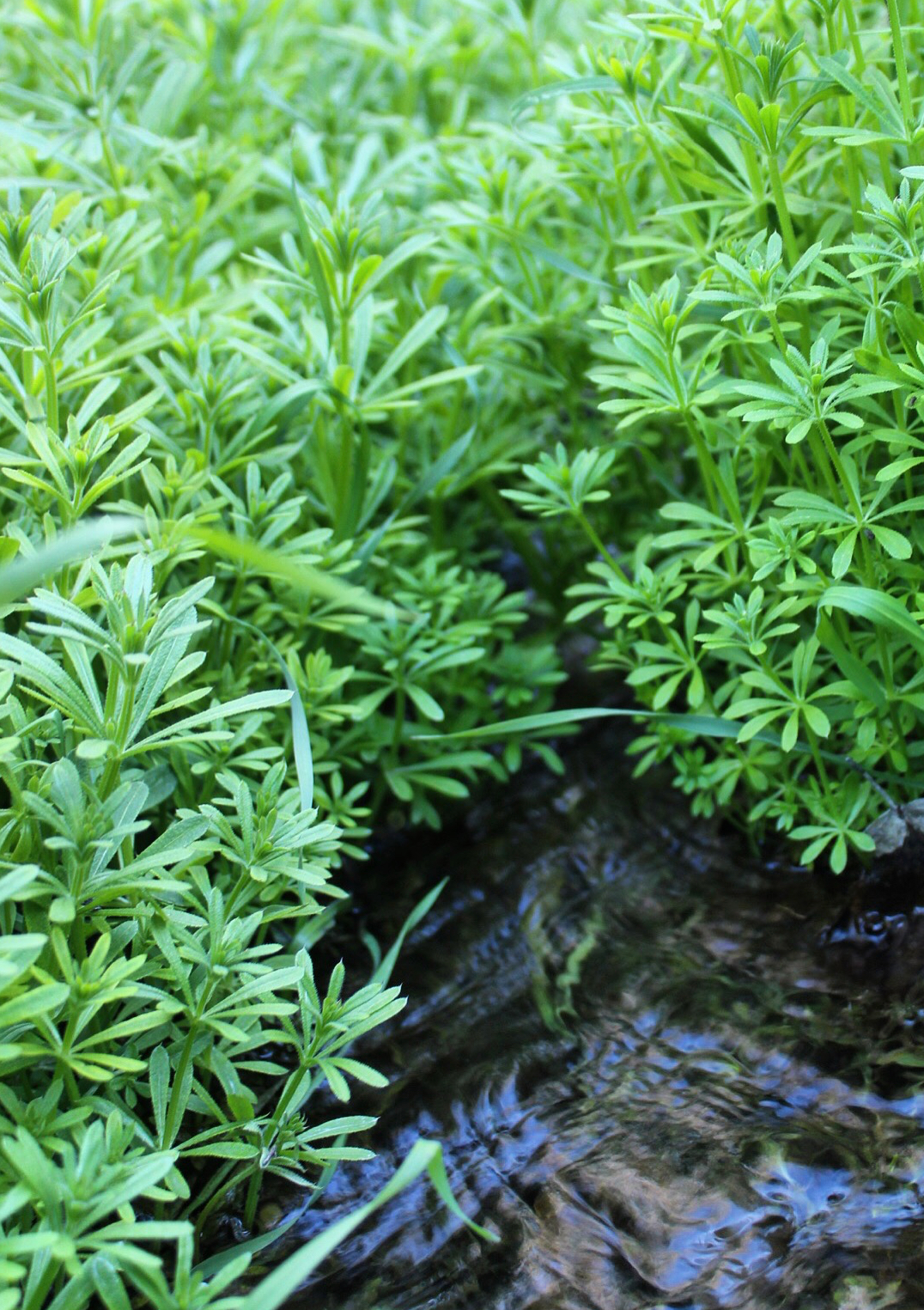 Lymphagogue Spagyric Formula