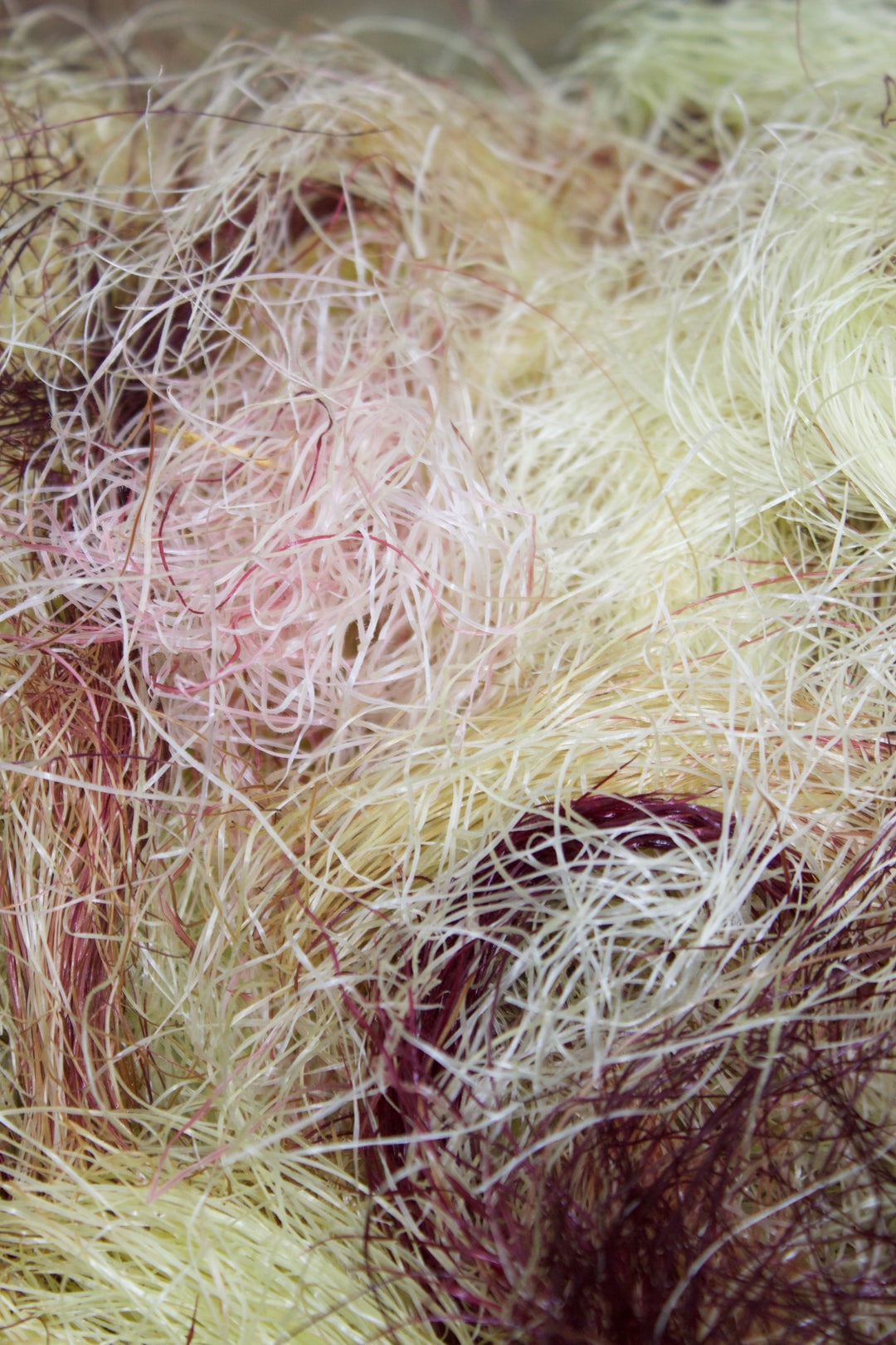 Urinary Protect Spagyric Formula (wholesale dosage bottle)