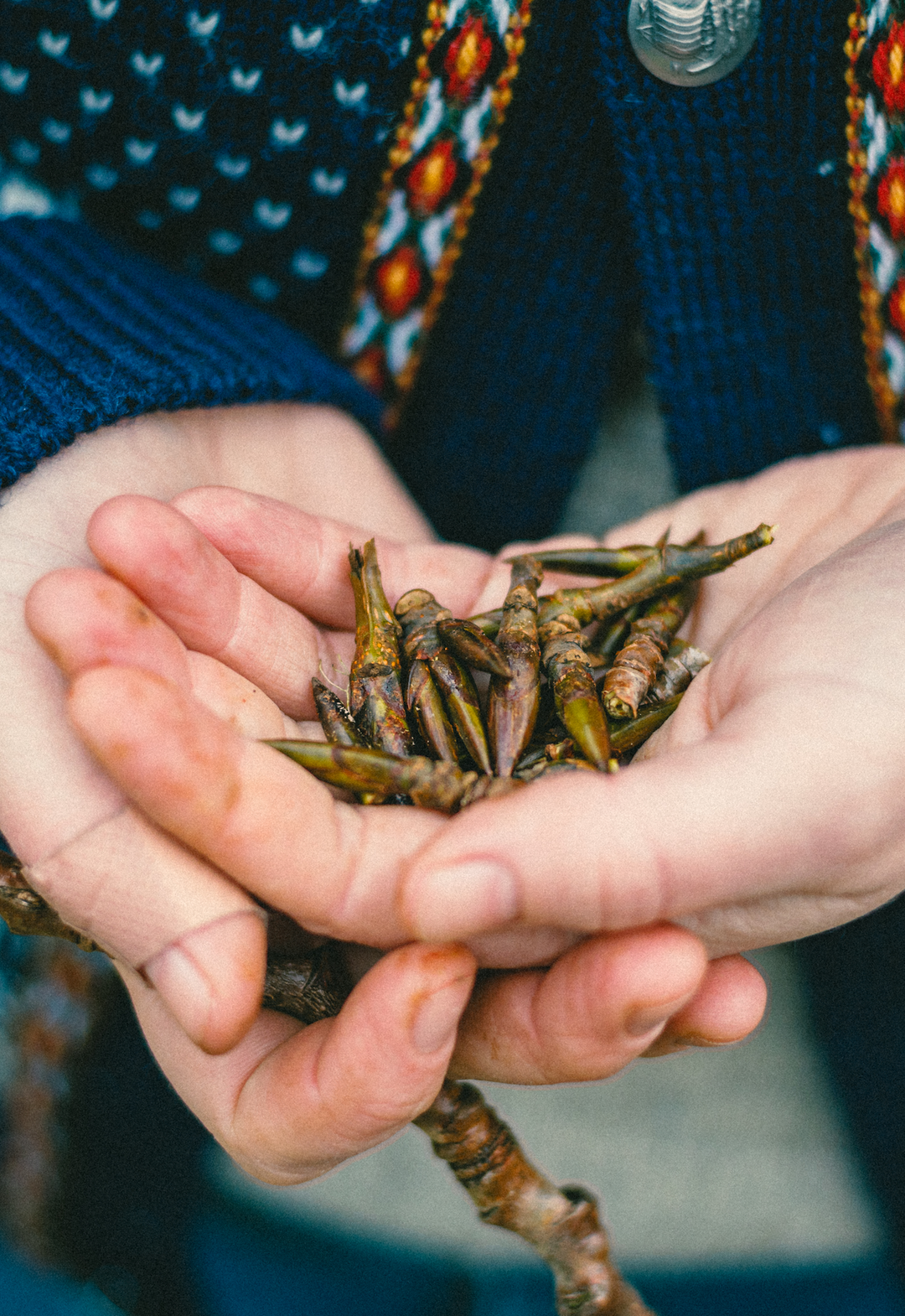 Rainforest Lungs Spagyric Formula (wholesale dosage bottle)