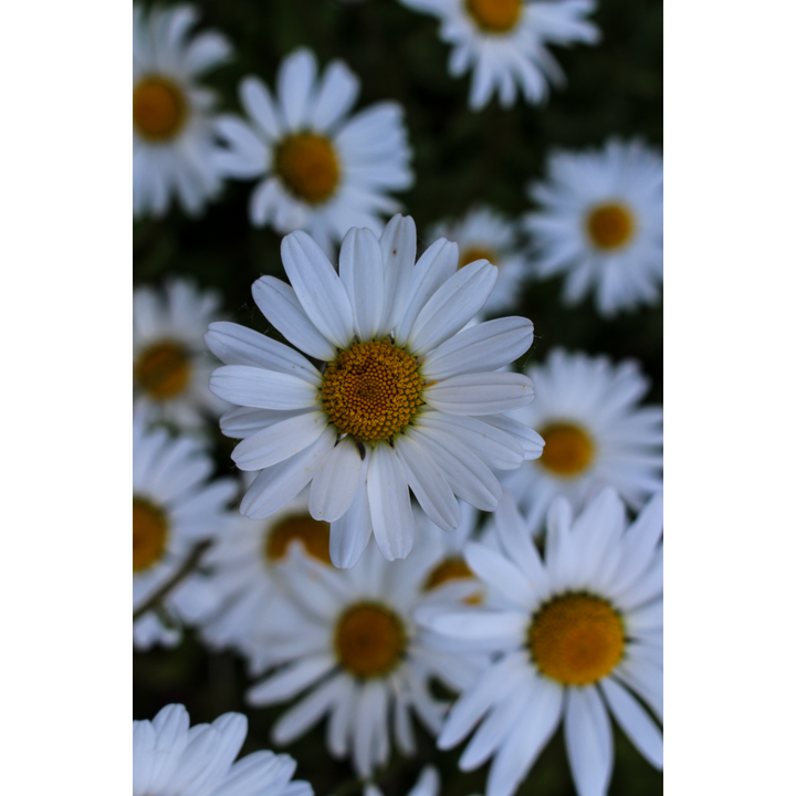 Ox-Eye daisy (Leucanthemum vulgare) Spagyric Tincture (wholesale dosage bottle)