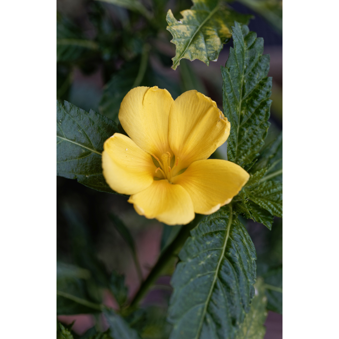 Damiana (Turnera diffusa) Spagyric Tincture (wholesale dosage bottle)