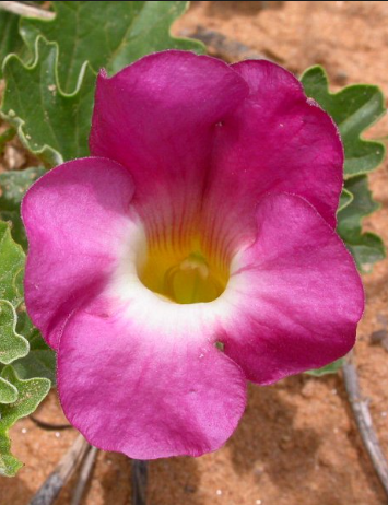 Devil’s Claw (Harpagophytum procumbens) Spagyric Tincture (wholesale dosage bottle)