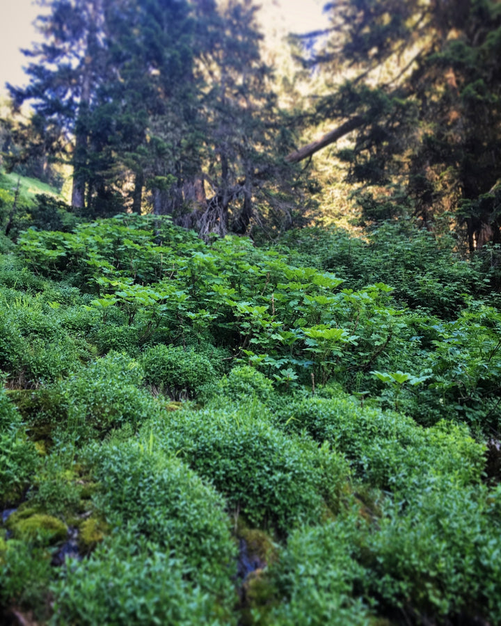 Glycemic Balance Spagyric Formula (wholesale dosage bottle)