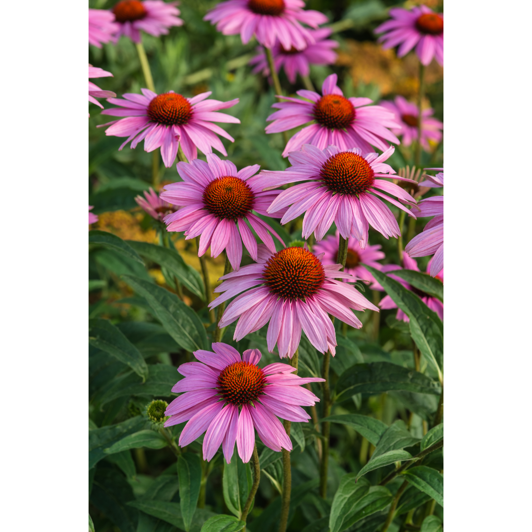 Echinacea root (Echinacea purpurea) Spagyric Essence (wholesale dosage bottle)