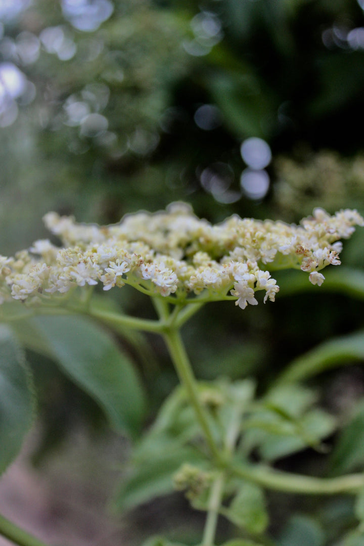 Kids Immunity Spagyric Formula (wholesale dosage bottle)