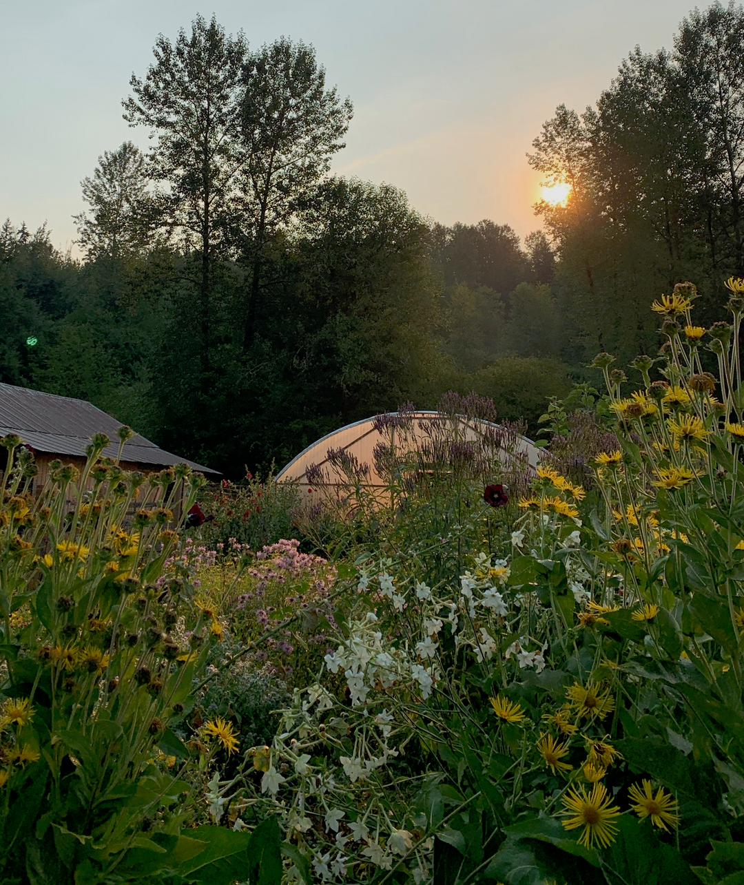 Lung Restore Spagyric Formula (wholesale dosage bottle)