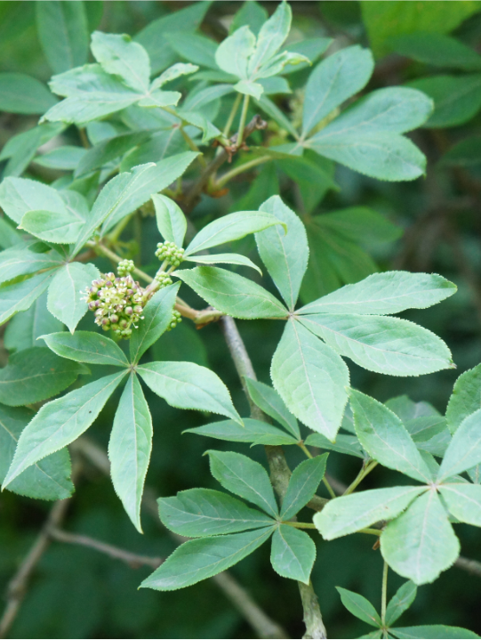 Adaptation Spagyric Formula (wholesale dosage bottle)