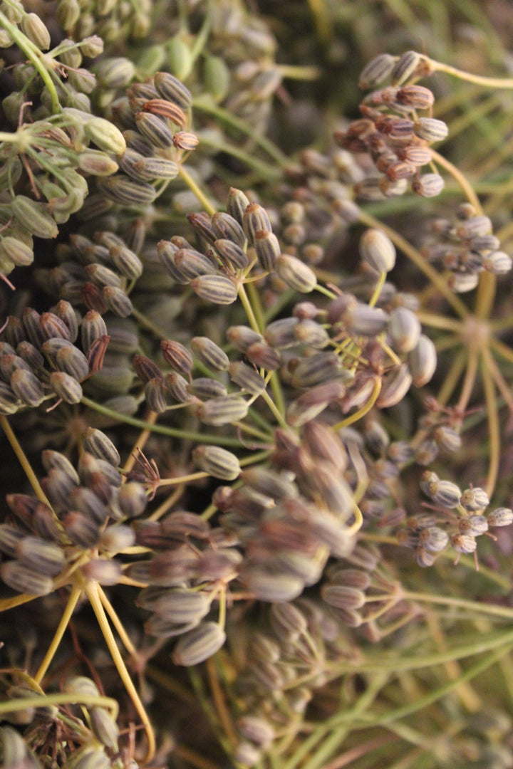 Kids Tummy Soother Spagyric Formula (wholesale dosage bottle)