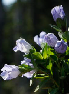 Gentian (Gentiana lutea) Spagyric Tincture (wholesale dosage bottle)