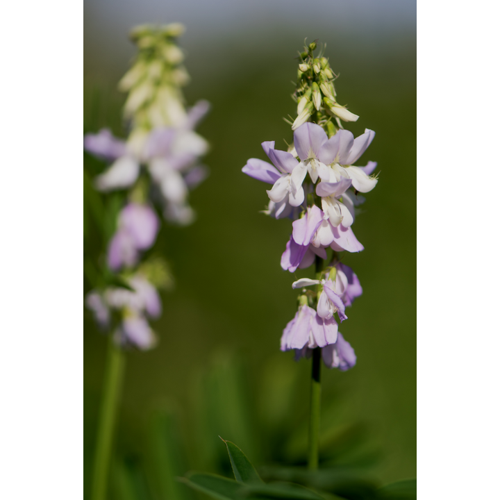 Goat’s Rue (Galega officinalis) Spagyric Tincture (wholesale dosage bottle)